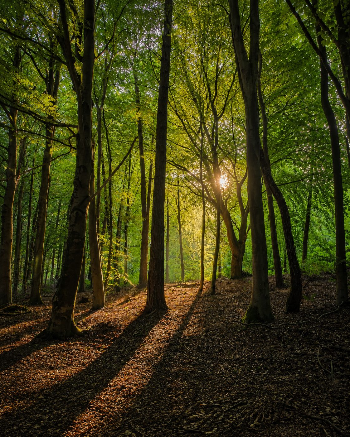 Laubwald im Klever Reichswald mit hohen Bäumen und tief stehender Sonne
